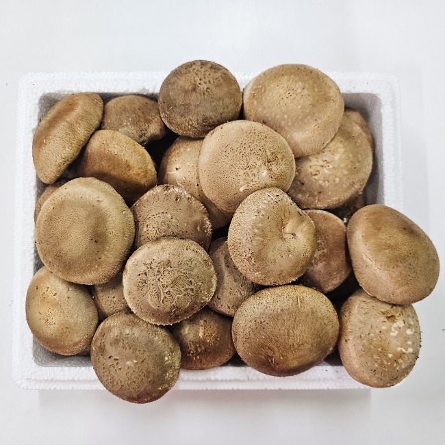 칠갑마루 GAP 생표고버섯 1kg 가정용