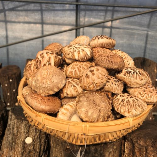 칠갑마루 칠갑산 표고버섯 1kg