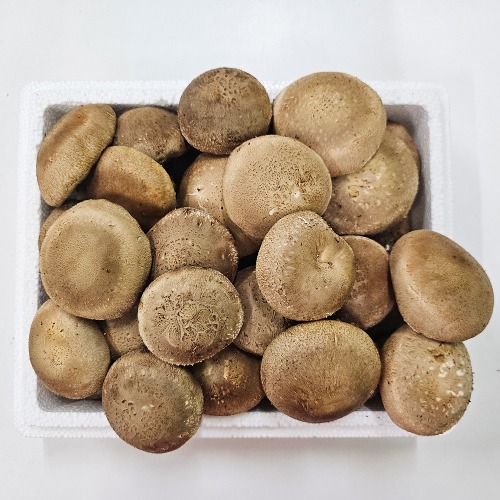 칠갑마루 GAP 생표고버섯 1kg 가정용